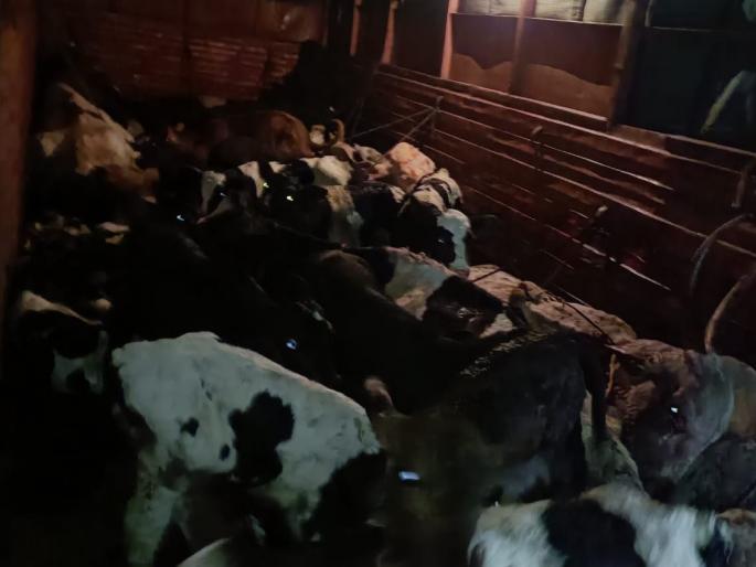 The tempo was interrupted by the chase; Rescue of 25 animals going to slaughter | पाठलाग करून टेम्पो आडवला; कत्तलीसाठी जाणाऱ्या २५ जनावरांची सुटका The tempo was interrupted by the chase; Rescue of 25 animals going to slaughter | पाठलाग करून टेम्पो आडवला; कत्तलीसाठी जाणाऱ्या २५ जनावरांची सुटका