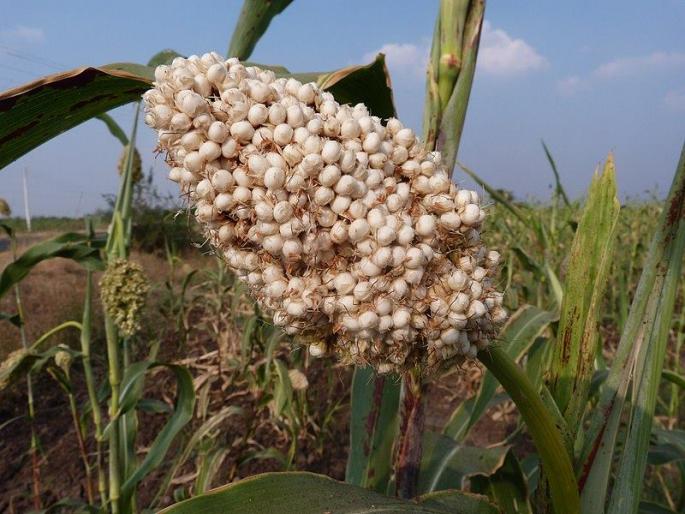 Cheaper by Rs 10 to 20 Consumers will get relief, but farmers will suffer | ज्वारीची भाकर ‘गोड’; १० ते २० रुपयांनी स्वस्त; ग्राहकांना दिलासा, शेतकऱ्यांना मात्र बसणार फटका  Cheaper by Rs 10 to 20 Consumers will get relief, but farmers will suffer | ज्वारीची भाकर ‘गोड’; १० ते २० रुपयांनी स्वस्त; ग्राहकांना दिलासा, शेतकऱ्यांना मात्र बसणार फटका