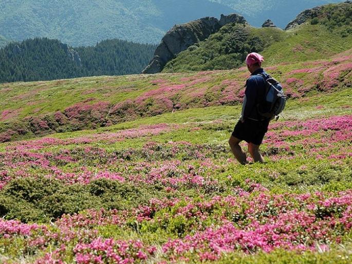 Tourists damage Kas's pathar biodiversity, Terry reports of satara | 'कास'च्या जैवविविधतेला पर्यटकांमुळे हानी, टेरीच्या अहवालातून 'दे धक्का' Tourists damage Kas's pathar biodiversity, Terry reports of satara | 'कास'च्या जैवविविधतेला पर्यटकांमुळे हानी, टेरीच्या अहवालातून 'दे धक्का'