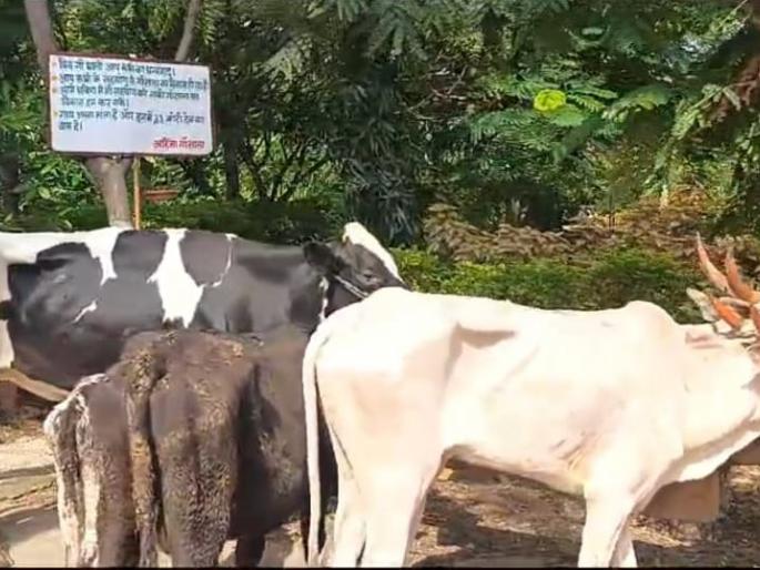 Raids on five slaughterhouses in the city; 33 animals got life | शहरातील पाच कत्तलखान्यावर धाडी; ३३ जनावरांना मिळाले जिवदान Raids on five slaughterhouses in the city; 33 animals got life | शहरातील पाच कत्तलखान्यावर धाडी; ३३ जनावरांना मिळाले जिवदान