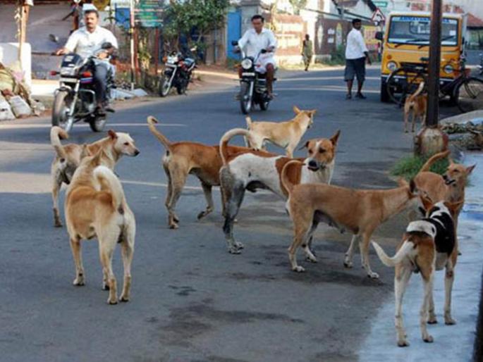 A stray dog bit 13 people in a corner, terrorizing the citizens | कोपरीत भटक्या कुत्र्याने घेतला १३ जणांना चावा, नागरिकांत दहशत A stray dog bit 13 people in a corner, terrorizing the citizens | कोपरीत भटक्या कुत्र्याने घेतला १३ जणांना चावा, नागरिकांत दहशत