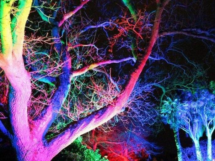 Is lighting on trees necessary during festivals?; High Court's question to the government | सणांदरम्यान झाडांवर लाइटिंग गरजेची आहे का?; हायकोर्टाचा सरकारला सवाल Is lighting on trees necessary during festivals?; High Court's question to the government | सणांदरम्यान झाडांवर लाइटिंग गरजेची आहे का?; हायकोर्टाचा सरकारला सवाल