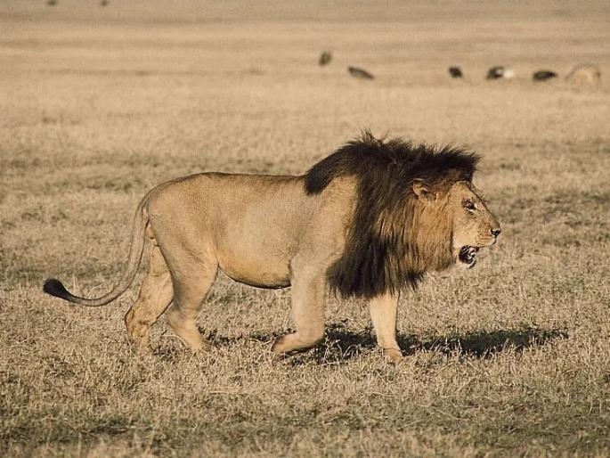 Ivlishi small ant, she changed the hunting pattern of lions! | इवलीशी मुंगी, तिने बदलला सिंहांच्या शिकारीचा पॅटर्न! Ivlishi small ant, she changed the hunting pattern of lions! | इवलीशी मुंगी, तिने बदलला सिंहांच्या शिकारीचा पॅटर्न!