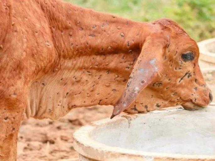 Lumpy rampage across the country, death of 82 thousand animals | लम्पीचे देशभरात थैमान, ८२ हजार जनावरांचा मृत्यू Lumpy rampage across the country, death of 82 thousand animals | लम्पीचे देशभरात थैमान, ८२ हजार जनावरांचा मृत्यू