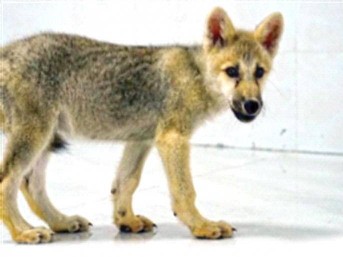 China's maximum ... created a duplicate of the wolf! | चीनची अशीही कमाल... तयार केला लांडग्याचाही डुप्लिकेट! China's maximum ... created a duplicate of the wolf! | चीनची अशीही कमाल... तयार केला लांडग्याचाही डुप्लिकेट!