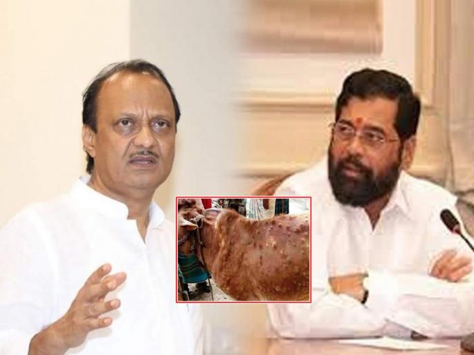 Ajit Pawar expressed concern about lumpy disease, Chief Minister Eknath Shinde gave instructions | Eknath Shinde: पशुधन ही आपली संपत्ती; 'लम्पी' आजाराबाबत मुख्यमंत्र्यांनी दिले निर्देश