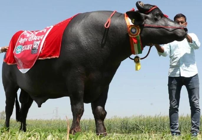 The death of Sultan, who had bid Rs 21 crore, is a great sorrow for owner Beniwal in haryana | 21 कोटींची बोली लागलेल्या सुल्तानचे निधन, मालक बेनीवाल यांना मोठा धक्का The death of Sultan, who had bid Rs 21 crore, is a great sorrow for owner Beniwal in haryana | 21 कोटींची बोली लागलेल्या सुल्तानचे निधन, मालक बेनीवाल यांना मोठा धक्का