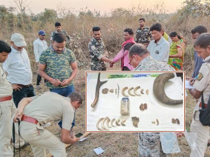 Black leopard poached in Mangezri, 5 persons arrested by forest department | मंगेझरीत झाली काळ्या बिबट्याची शिकार, वन विभागाकडून ५ जणांना अटक Black leopard poached in Mangezri, 5 persons arrested by forest department | मंगेझरीत झाली काळ्या बिबट्याची शिकार, वन विभागाकडून ५ जणांना अटक