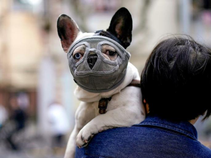 New Corona Virus: New corona virus found in Malaysia, infected from dogs to humans | New Corona Virus : मलेशियात आढळला नवा कोरोना, कुत्र्यांपासून माणसाला संसर्ग New Corona Virus: New corona virus found in Malaysia, infected from dogs to humans | New Corona Virus : मलेशियात आढळला नवा कोरोना, कुत्र्यांपासून माणसाला संसर्ग