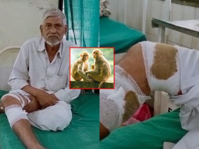 Two chewed monkeys attack a worker, seriously injuring his leg in wardha selu | चवताळलेल्या दोन माकडांचा कामगारावर हल्ला, पायाला गंभीर दुखापत Two chewed monkeys attack a worker, seriously injuring his leg in wardha selu | चवताळलेल्या दोन माकडांचा कामगारावर हल्ला, पायाला गंभीर दुखापत