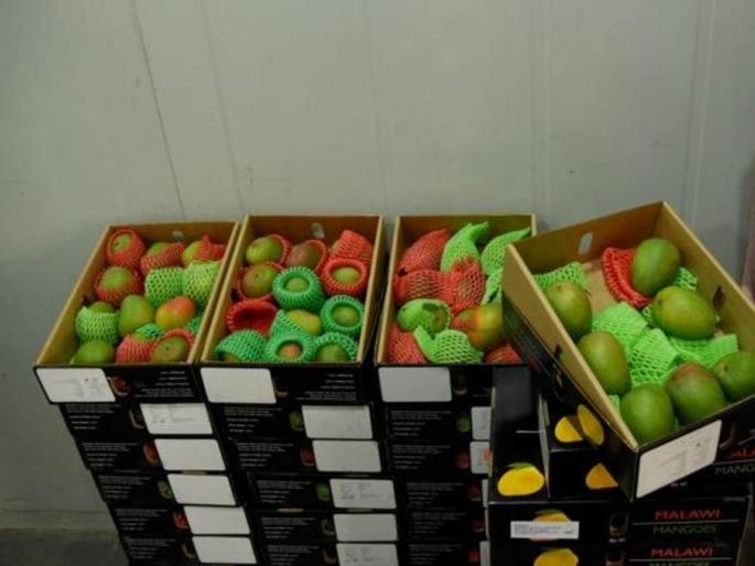 Mumbaikars, taste the taste of Chakha 'Malawi' mango till December | मुंबईकरांनो, डिसेंबरपर्यंत चाखा ‘मलावी’ आंब्याची चव Mumbaikars, taste the taste of Chakha 'Malawi' mango till December | मुंबईकरांनो, डिसेंबरपर्यंत चाखा ‘मलावी’ आंब्याची चव