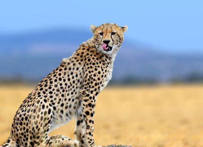 Cheetahs are giving up their lives... now even tigers have to be imported! | अन्वयार्थ - चित्ते प्राण सोडत आहेत... आता वाघही आयात करावे लागतील! Cheetahs are giving up their lives... now even tigers have to be imported! | अन्वयार्थ - चित्ते प्राण सोडत आहेत... आता वाघही आयात करावे लागतील!