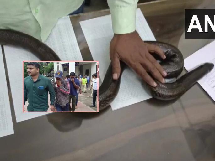 Mandula sold for 70 lakhs for black magic, 5 arrested from Kalyan | काळ्या जादूसाठी मांडुळाची 70 लाखांना विक्री, कल्याणमधून 5 जणांना अटक Mandula sold for 70 lakhs for black magic, 5 arrested from Kalyan | काळ्या जादूसाठी मांडुळाची 70 लाखांना विक्री, कल्याणमधून 5 जणांना अटक