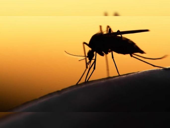 The 'secret' of the romantic dance of mosquitoes flying in the sky | आकाशात झुंडींनी उडणारे डासांच्या प्रणय नृत्याचे ‘सिक्रेट’ The 'secret' of the romantic dance of mosquitoes flying in the sky | आकाशात झुंडींनी उडणारे डासांच्या प्रणय नृत्याचे ‘सिक्रेट’