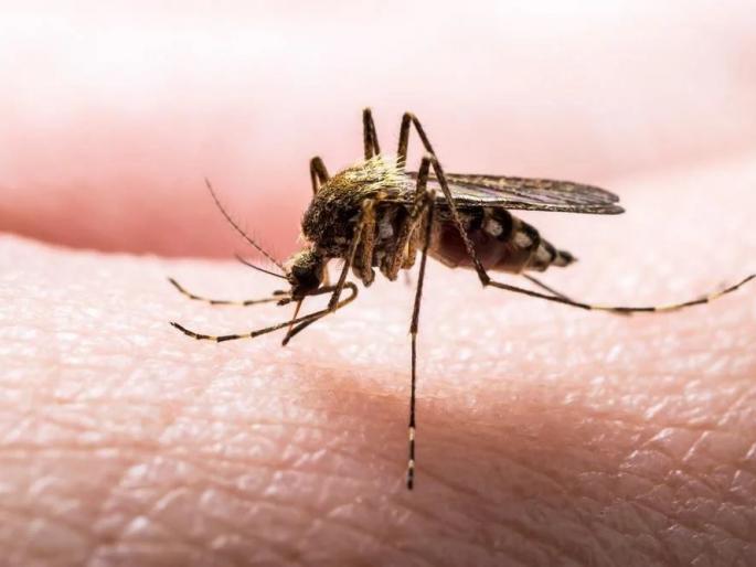 Malaria dangerous, 202 cases reported in the district; Two victims | मलेरिया डेंजरस, जिल्ह्यात २०२ रुग्णांची नोंद; दोनजणांचा बळी Malaria dangerous, 202 cases reported in the district; Two victims | मलेरिया डेंजरस, जिल्ह्यात २०२ रुग्णांची नोंद; दोनजणांचा बळी