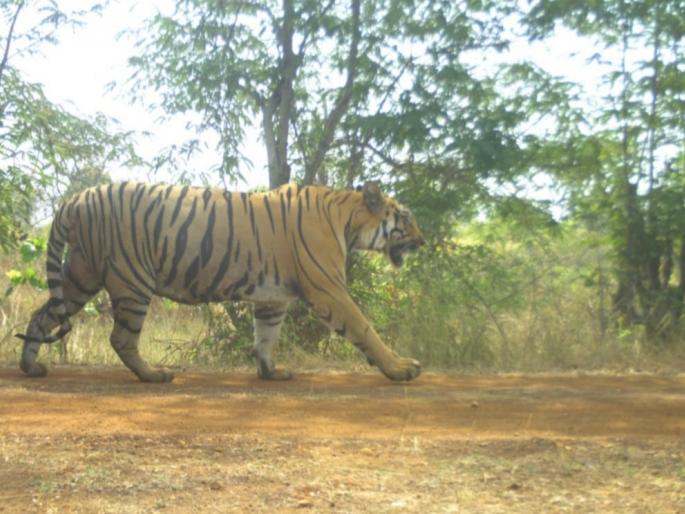 Tiger abhi pinjare mein hai... The cannibal City-1 tiger that killed 13 people is finally jailed in gadchiroli | टायगर अब पिंजरे मे है... १३ लोकांचा बळी घेणारा नरभक्षक सिटी-१ वाघ अखेर जेरबंद Tiger abhi pinjare mein hai... The cannibal City-1 tiger that killed 13 people is finally jailed in gadchiroli | टायगर अब पिंजरे मे है... १३ लोकांचा बळी घेणारा नरभक्षक सिटी-१ वाघ अखेर जेरबंद