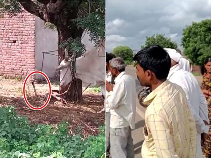 Snake In front of the bull that was tied to the stake, the snake pulled out the trap in jalana farmer | घरासमोर दावणीला बांधला होता बैल, अचानक नागाने काढला फणा; पुढं काय घडलं Snake In front of the bull that was tied to the stake, the snake pulled out the trap in jalana farmer | घरासमोर दावणीला बांधला होता बैल, अचानक नागाने काढला फणा; पुढं काय घडलं