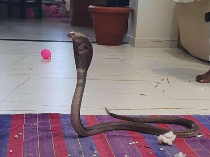 In Thane this year too, the amount of live serpent worship is zero; Visit to Shiva temple | ठाण्यात यंदाही जिवंत नागाची पूजा करण्याचे प्रमाण शून्य; शिवमंदिराला भेटी