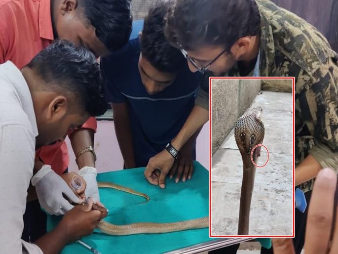 During demolition work, JCB got bloodied to snake, Snake cured and medical teatment by rahat NGo and | जेसीबीनं पाडकाम करताना रक्तबंबाळ झाला नाग, फणा काढून दाखवला राग During demolition work, JCB got bloodied to snake, Snake cured and medical teatment by rahat NGo and | जेसीबीनं पाडकाम करताना रक्तबंबाळ झाला नाग, फणा काढून दाखवला राग