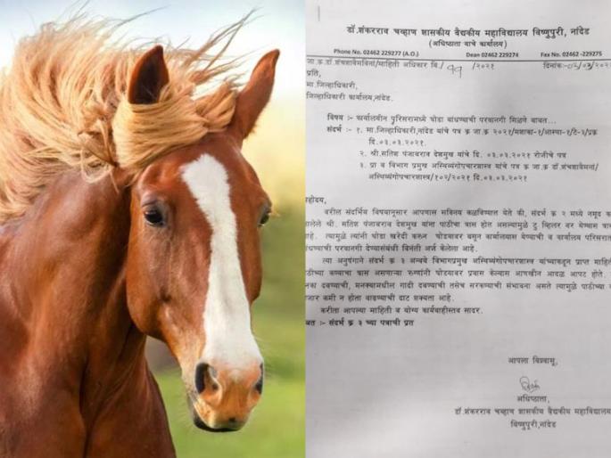 Traveling on horseback can lead to collisions, with increased risk of spinal cord injury, nanded collector office | 'घोड्यावरुन प्रवास केल्याने आदळआपट होते, मणक्याचा त्रास वाढण्याची दाट शक्यता' Traveling on horseback can lead to collisions, with increased risk of spinal cord injury, nanded collector office | 'घोड्यावरुन प्रवास केल्याने आदळआपट होते, मणक्याचा त्रास वाढण्याची दाट शक्यता'