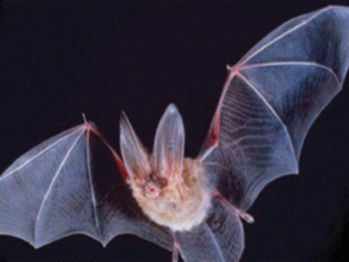After Corona, now fear Nipah, find out what is Nipah virus? | कोरोनानंतर आता भीती निपाहची, जाणून घ्या निपाह विषाणू काय आहे? After Corona, now fear Nipah, find out what is Nipah virus? | कोरोनानंतर आता भीती निपाहची, जाणून घ्या निपाह विषाणू काय आहे?