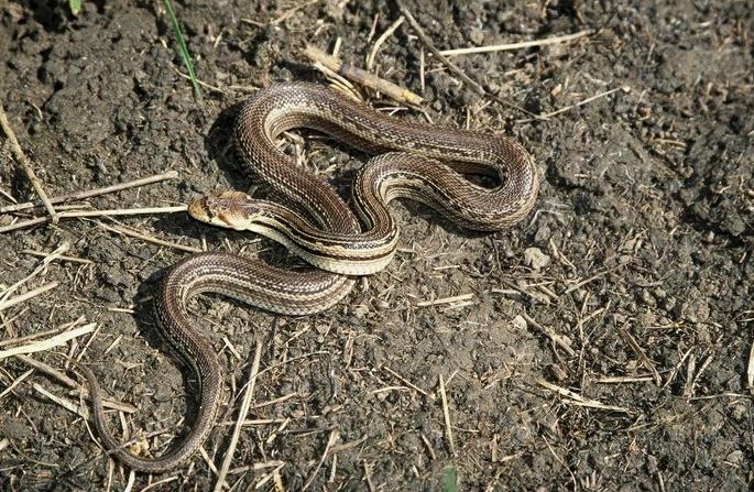At a liquor party in the field, one of them ate a roasted snake | शेतातील दारूच्या पार्टीत एकाने साप भाजून खाल्ला At a liquor party in the field, one of them ate a roasted snake | शेतातील दारूच्या पार्टीत एकाने साप भाजून खाल्ला