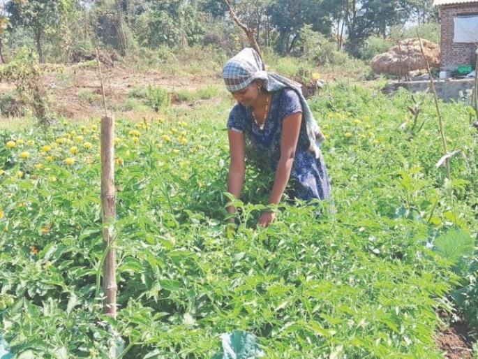 women's emphasis on cultivating women's backyards; Growing vegetables at home | परसबाग फुलवण्यावर महिलांचा भर; घरच्याघरी भाजीपाला लागवड women's emphasis on cultivating women's backyards; Growing vegetables at home | परसबाग फुलवण्यावर महिलांचा भर; घरच्याघरी भाजीपाला लागवड