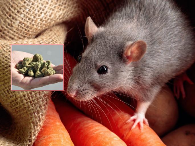 Surprise... Police said rats ate 581 kg of ganja, mathura court heard and order to police | आश्चर्य... पोलीस म्हणाले ५८१ किलो गांजा उंदरांनी खाल्ला, कोर्टाने चांगलंच सुनावल अन्... Surprise... Police said rats ate 581 kg of ganja, mathura court heard and order to police | आश्चर्य... पोलीस म्हणाले ५८१ किलो गांजा उंदरांनी खाल्ला, कोर्टाने चांगलंच सुनावल अन्...