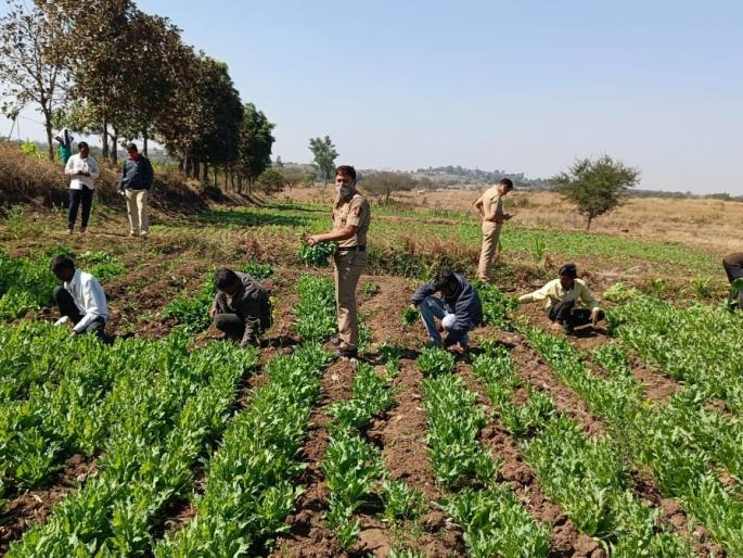 Opium cultivation exposed by police, 8 lakh trees confiscated from the farm in nashik dindori | Crime News : अफूच्या शेतीचा पर्दाफाश, शेतातून 8 लाखांची झाडे जप्त