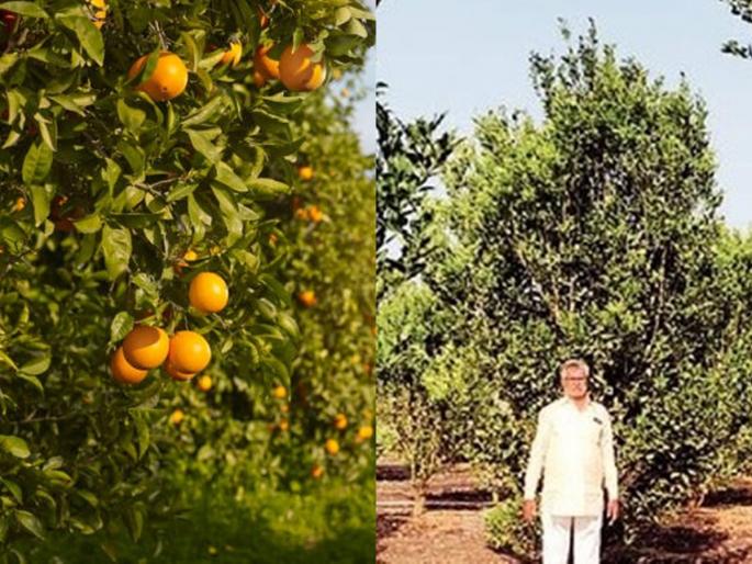 Flowering orange orchard, splitting traditional farming, demand of Rs 81 lakh from traders in ahmednagar | पारंपरिक शेतीला फाटा देत फुलवली संत्र्याची बाग, व्यापाऱ्याकडून 81 लाखांत मागणी Flowering orange orchard, splitting traditional farming, demand of Rs 81 lakh from traders in ahmednagar | पारंपरिक शेतीला फाटा देत फुलवली संत्र्याची बाग, व्यापाऱ्याकडून 81 लाखांत मागणी