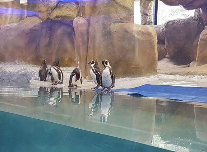 The cost of penguin liability will increase in mumbai | राणीच्या बागेतील पेंग्विनच्या जबाबदारीचा खर्च वाढणार The cost of penguin liability will increase in mumbai | राणीच्या बागेतील पेंग्विनच्या जबाबदारीचा खर्च वाढणार