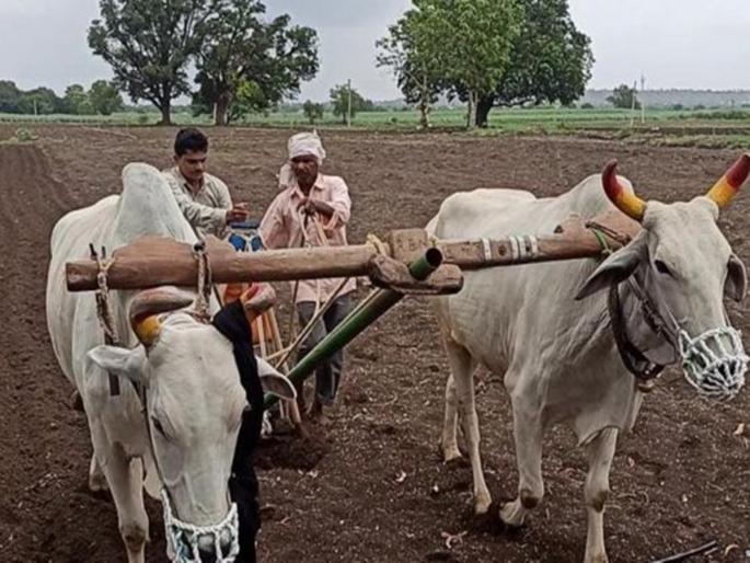 Due to late rains, sowing remains on 60 lakh hectares in the state | उशिराच्या पावसामुळे राज्यात ६० लाख हेक्टरवर पेरणी शिल्लक Due to late rains, sowing remains on 60 lakh hectares in the state | उशिराच्या पावसामुळे राज्यात ६० लाख हेक्टरवर पेरणी शिल्लक