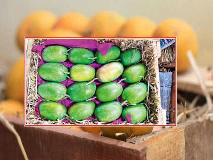 A box of mangoes for eight thousand; A lot of mangoes will be available in March | आंब्याची पेटी आठ हजारांना; मार्चमध्ये उपलब्ध होणार भरपूर आंबा A box of mangoes for eight thousand; A lot of mangoes will be available in March | आंब्याची पेटी आठ हजारांना; मार्चमध्ये उपलब्ध होणार भरपूर आंबा