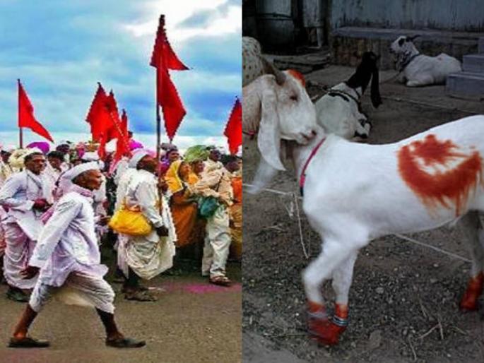 This year there is no Qurbani on Bakri Eid, the decision of Muslim brothers on the occasion of Ashadhi in chhatrapati sambhajinagar | यंदा 'बकरी ईद'दिवशी कुर्बानी नाही, 'आषाढी'मुळे मुस्लीम बांधवांचा निर्णय This year there is no Qurbani on Bakri Eid, the decision of Muslim brothers on the occasion of Ashadhi in chhatrapati sambhajinagar | यंदा 'बकरी ईद'दिवशी कुर्बानी नाही, 'आषाढी'मुळे मुस्लीम बांधवांचा निर्णय