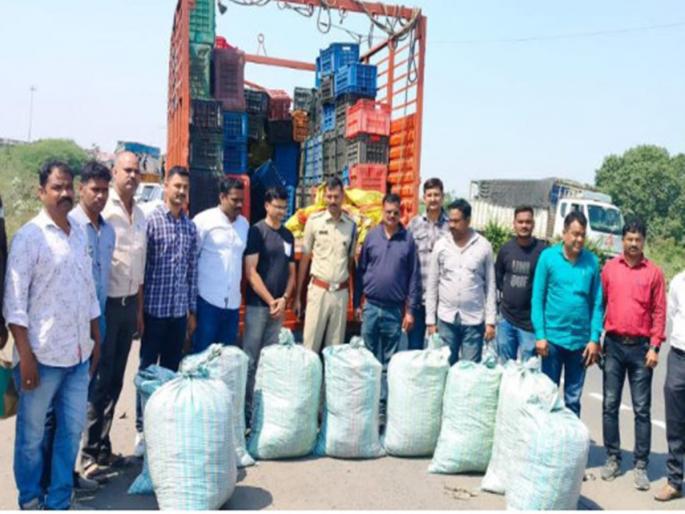 Smuggling of ganja under the guise of oranges, 200 kg cargo seized; Crime Branch action in nagpur | संत्र्याच्या आड गांजाची तस्करी, २०० किलो माल जप्त; गुन्हे शाखेची कारवाई Smuggling of ganja under the guise of oranges, 200 kg cargo seized; Crime Branch action in nagpur | संत्र्याच्या आड गांजाची तस्करी, २०० किलो माल जप्त; गुन्हे शाखेची कारवाई