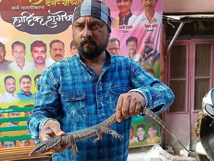 Ghorpadi found in the house, Sarpamitra also caught a snake in the area of kalyan | घरातच आढळल्या 2 घोरपडी, सर्पमित्राने परिसरातला सापही पकडला Ghorpadi found in the house, Sarpamitra also caught a snake in the area of kalyan | घरातच आढळल्या 2 घोरपडी, सर्पमित्राने परिसरातला सापही पकडला