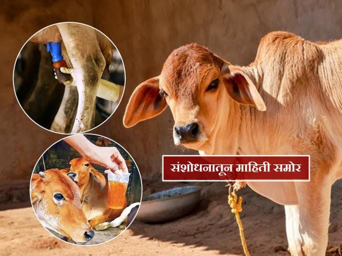 Cow urine unfit for humans, says top animal research body IVRI | गोमुत्र पिताय? संशोधनातून समोर आली महत्त्वाची माहिती; जाणून घ्या धोका अन् फायदा Cow urine unfit for humans, says top animal research body IVRI | गोमुत्र पिताय? संशोधनातून समोर आली महत्त्वाची माहिती; जाणून घ्या धोका अन् फायदा
