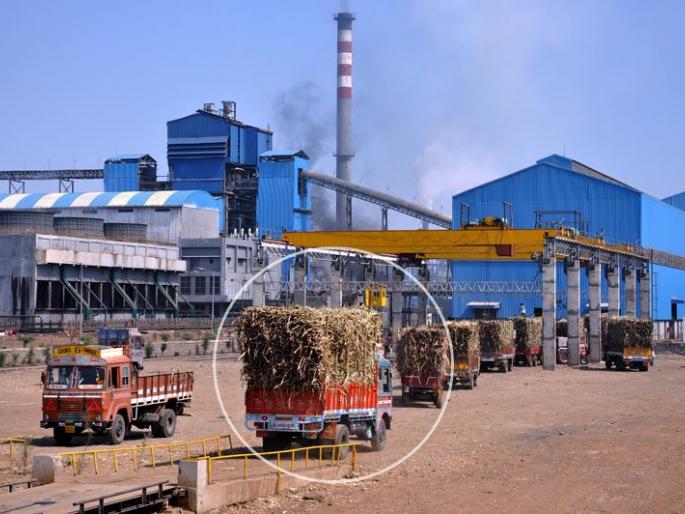 The 'bitter' story of unbroken cane, sweat and sweet sugar! | न तुटलेला ऊस, घामाचे दाम आणि गोड साखरेची ‘कडू’ कहाणी!