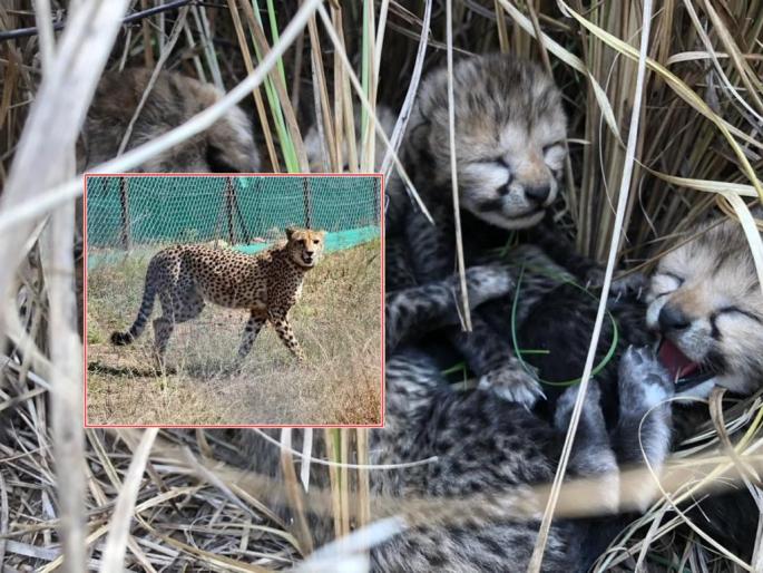 The number of cheetahs in the country increased; Sayaya female gave birth to calves, modi says good news | गुडन्यूज! भोपाळमध्ये पाळणा हलला; सायाया मादीने दिला बछड्यांना जन्म The number of cheetahs in the country increased; Sayaya female gave birth to calves, modi says good news | गुडन्यूज! भोपाळमध्ये पाळणा हलला; सायाया मादीने दिला बछड्यांना जन्म