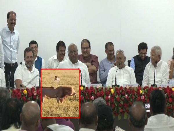 Ek Akela... Singh video shared by BJP after opposition meeting in patana | एक अकेला... सर्वपक्षीय विरोधकांच्या बैठकीनंतर भाजपकडून सिंहाचा व्हिडिओ शेअर Ek Akela... Singh video shared by BJP after opposition meeting in patana | एक अकेला... सर्वपक्षीय विरोधकांच्या बैठकीनंतर भाजपकडून सिंहाचा व्हिडिओ शेअर