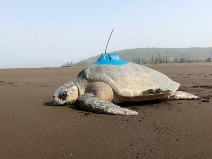 Prathama, Savani, Reva, Lakshmi, Vanashree not reachable! | समुद्रातील प्रथमा, सावनी, रेवा, लक्ष्मी, वनश्री नॉट रिचेबल !