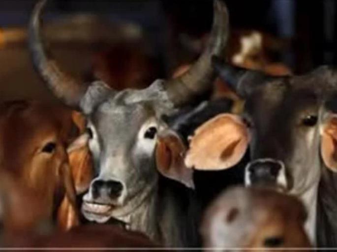 Life of 69 bovine animals in Sangamnera; Police action on crime | संगमनेरात ६९ गोवंश जनावरांना जीवदान; पोलिसांची बेधडक कारवाई Life of 69 bovine animals in Sangamnera; Police action on crime | संगमनेरात ६९ गोवंश जनावरांना जीवदान; पोलिसांची बेधडक कारवाई