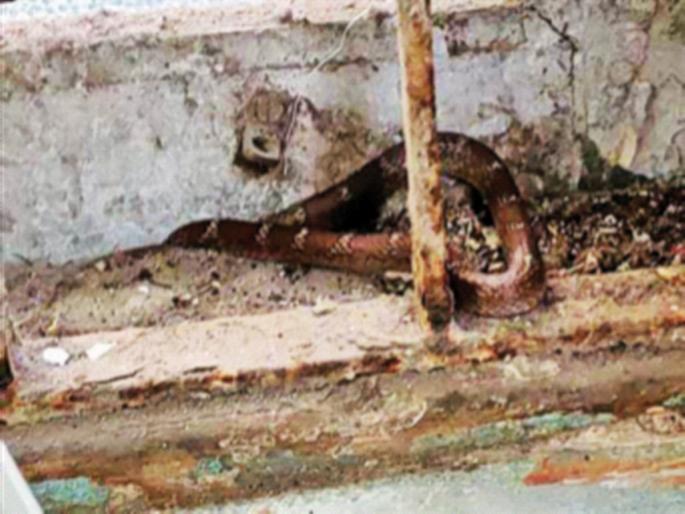 Father, Father! A rattlesnake left Bhabha Hospital | बाप रे बाप! भाभा रुग्णालयात निघाला फडीचा साप Father, Father! A rattlesnake left Bhabha Hospital | बाप रे बाप! भाभा रुग्णालयात निघाला फडीचा साप