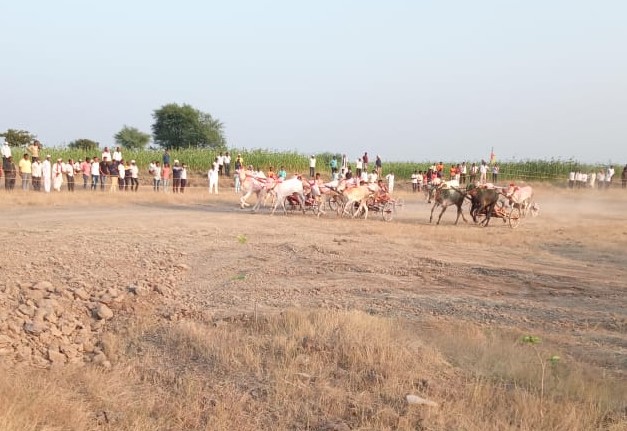 The first bullock cart race in sangli kavathe mahankal since the court lifted the ban | न्यायालयाने बंदी उठवल्यानंतर पहिलीच बैलगाडा शर्यत कवठेमहांकाळमध्ये The first bullock cart race in sangli kavathe mahankal since the court lifted the ban | न्यायालयाने बंदी उठवल्यानंतर पहिलीच बैलगाडा शर्यत कवठेमहांकाळमध्ये