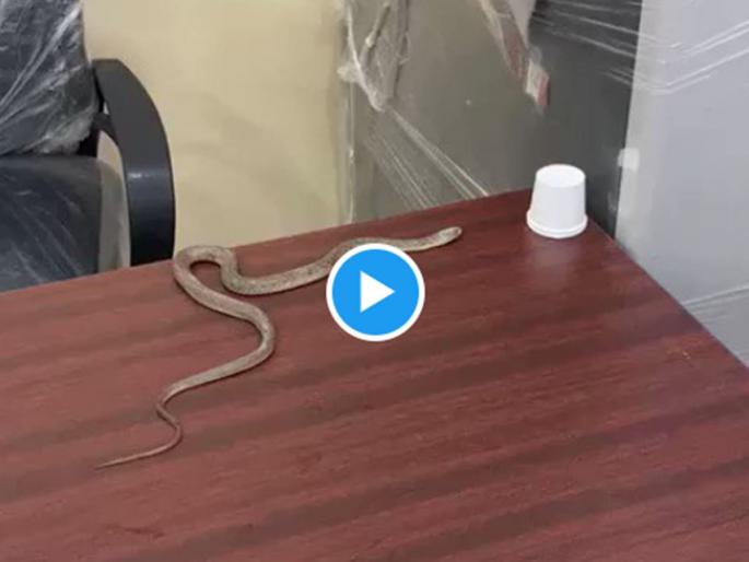 Video: An angry citizen left a snake in the office without the government officials paying attention in hyderabad GHMC | Video: महापालिका अधिकारी लक्षच देईना, संतप्त नागरिकाने कार्यालयातच सोडला साप Video: An angry citizen left a snake in the office without the government officials paying attention in hyderabad GHMC | Video: महापालिका अधिकारी लक्षच देईना, संतप्त नागरिकाने कार्यालयातच सोडला साप