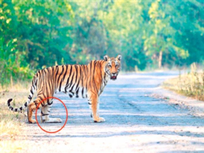 An injured tigress with two cubs walking in the forest caught the attention of the forest officials | ताडोबात फिरतेय दोन पिल्लांची जखमी वाघीण, वन अधिकाऱ्यांचे वेधले लक्ष An injured tigress with two cubs walking in the forest caught the attention of the forest officials | ताडोबात फिरतेय दोन पिल्लांची जखमी वाघीण, वन अधिकाऱ्यांचे वेधले लक्ष