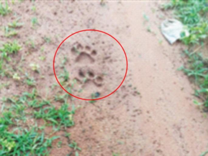 Waghini wanders around the village in search of lost calves | हरवलेल्या बछड्यांच्या शोधात वाघिणीची गावाभोवती भ्रमंती Waghini wanders around the village in search of lost calves | हरवलेल्या बछड्यांच्या शोधात वाघिणीची गावाभोवती भ्रमंती