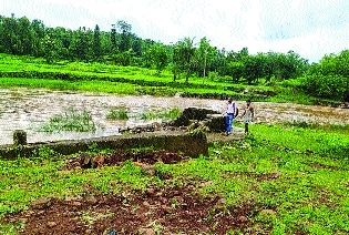 Large losses to farmers in Palghar due to heavy rains | पालघरमधील शेतकऱ्यांचे अतिवृष्टीमुळे मोठे नुकसान Large losses to farmers in Palghar due to heavy rains | पालघरमधील शेतकऱ्यांचे अतिवृष्टीमुळे मोठे नुकसान