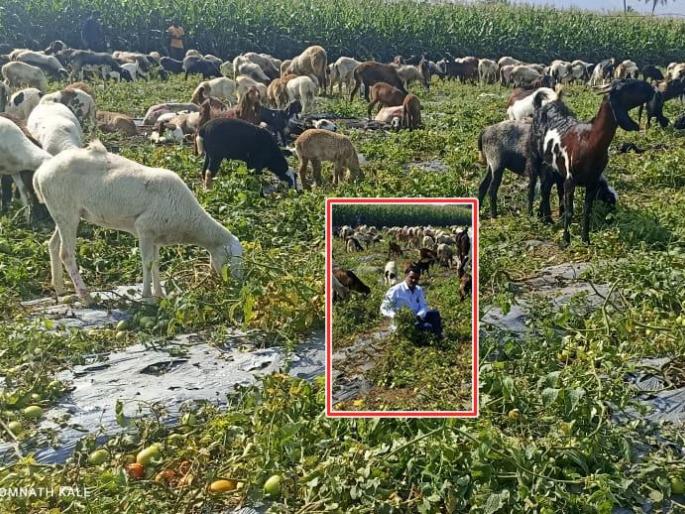 Blank receipts in hand; farmer left the goats and sheep in the tomato farm in sangmner | हाती कोऱ्याच पावत्या; बळीराजाने टोमॅटोच्या शेतात सोडल्या शेळ्या अन् मेंढ्या Blank receipts in hand; farmer left the goats and sheep in the tomato farm in sangmner | हाती कोऱ्याच पावत्या; बळीराजाने टोमॅटोच्या शेतात सोडल्या शेळ्या अन् मेंढ्या