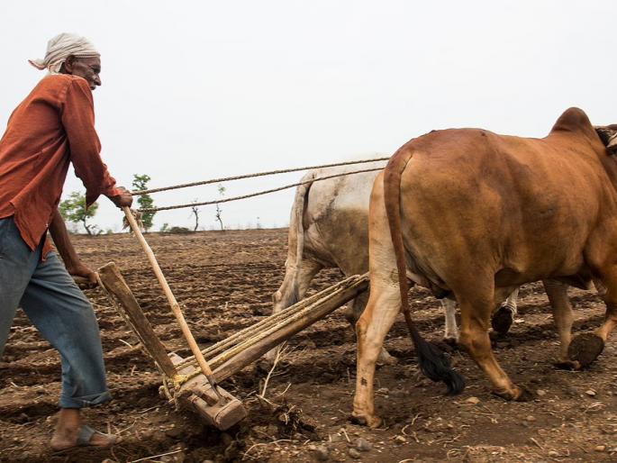Kisan Sanman Nidhi of two crore farmers was stopped pdc | दोन कोटी शेतकऱ्यांचा किसान सन्मान निधी रोखला Kisan Sanman Nidhi of two crore farmers was stopped pdc | दोन कोटी शेतकऱ्यांचा किसान सन्मान निधी रोखला